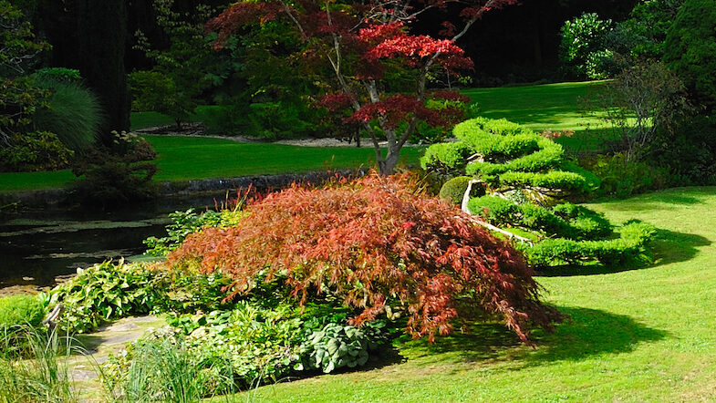 empresa-mantenimiento-jardines-madrid-verano-enfermedades