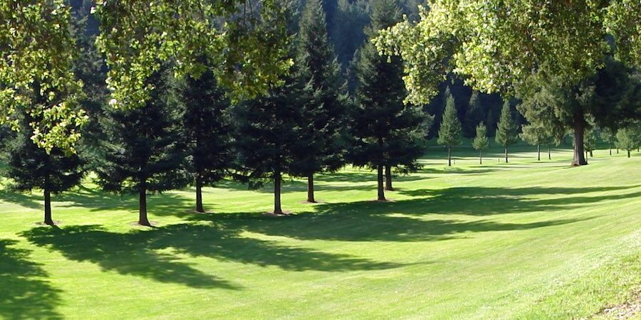 mantenimiento-jardines-verano-arboles-madrid