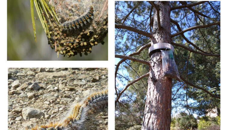 orugaprocesionariariesgosyprevencion