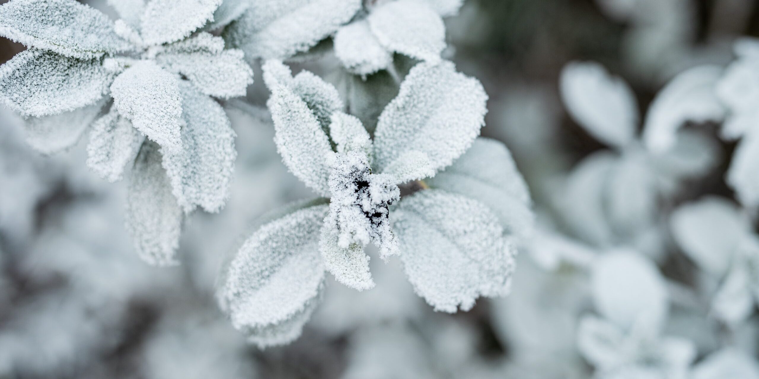Mantenimiento de jardines en invierno