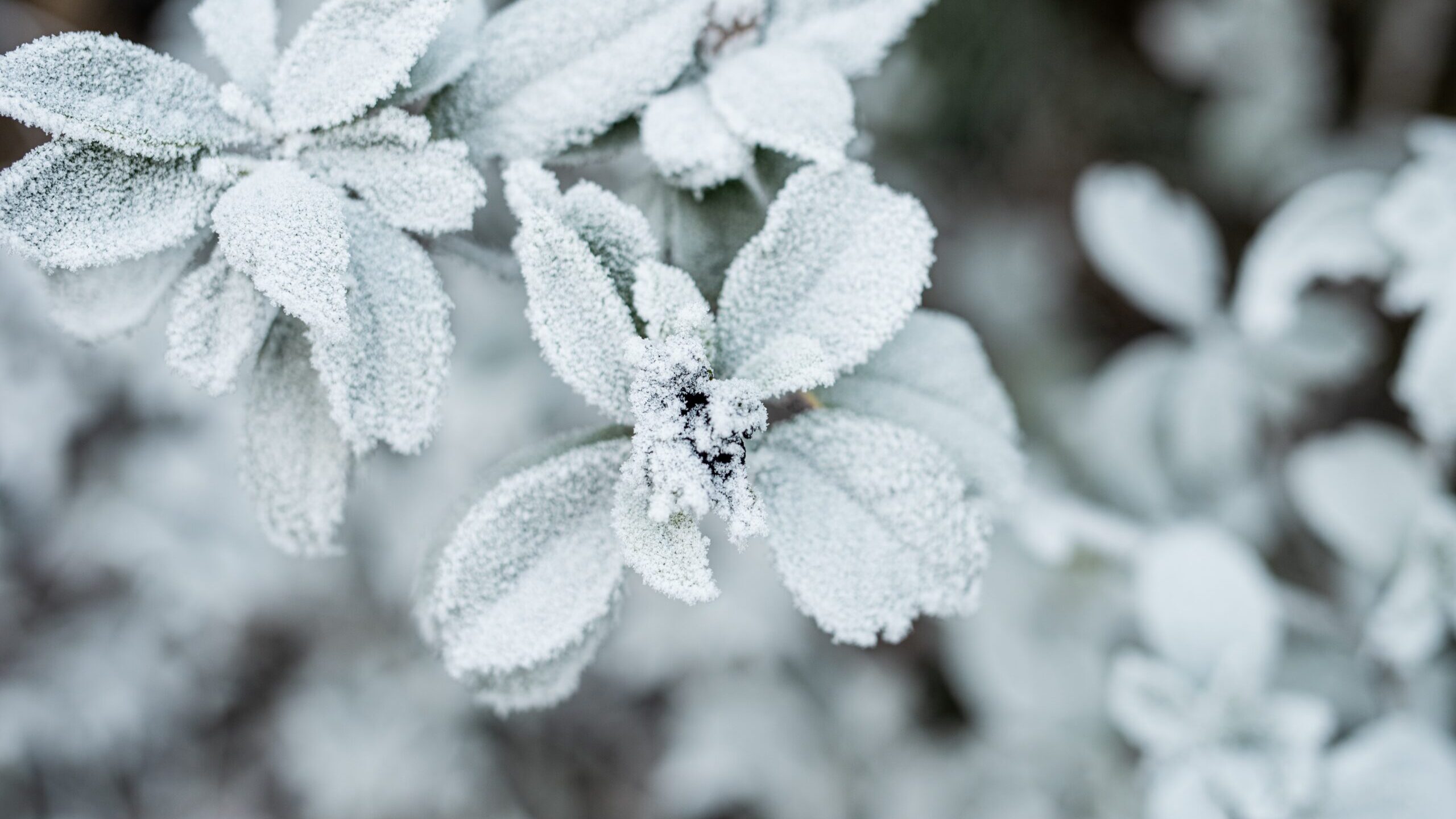 Mantenimiento de jardines en invierno
