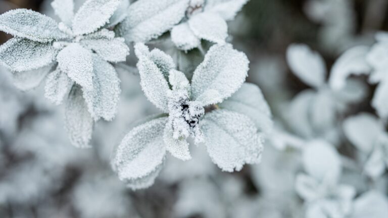 Mantenimiento de jardines en invierno