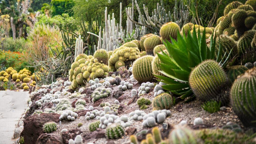 Xerojardinería Grupo Ocean