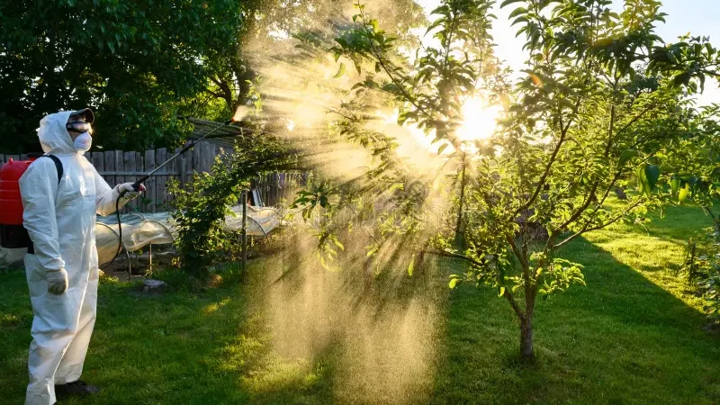 un-jardinero-con-seguridad-y-rociando-árboles-frutales-en-el-jardín-uso-seguro-rocia-productos-químicos-contra-plagas-324077968